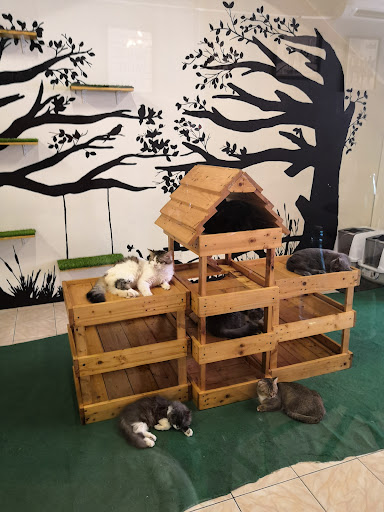 Mister CATs - Keningau