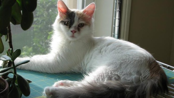 halimz cat 1